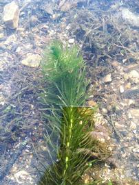   Hippuris vulgaris , submersed; photo: S.L. Winterton 