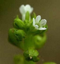   Hottonia inflata  flowers; photo © C.S. Lewallen 