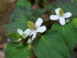   Houttuynia cordata  inflorescences with white bracts; photo: S.L. Winterton 