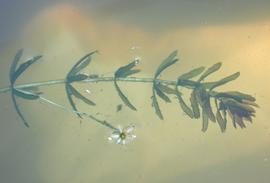   Hydrilla verticillata , submersed; photo: S.L. Winterton 