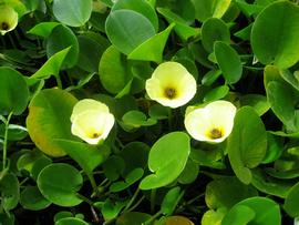   Hydrocleys nymphoides  flowers; photo: S.L. Winterton 