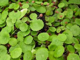   Hydrocotyle pusilla , emersed; photo: S.L. Winterton 