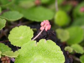   Hydrocotyle pusilla  inflorescense; photo: S.L. Winterton 