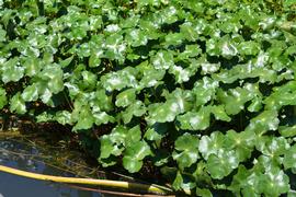   Hydrocotyle ranunculoides , emersed; photo: S.L. Winterton 