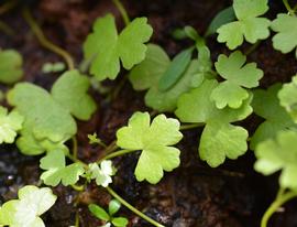   Hydrocotyle sibthorpioides , emersed; photo: S.L. Winterton 