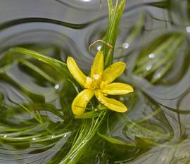   Hydrothrix gardneri  flower; photo: S.L. Winterton 