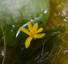   Hydrothrix gardneri  flower; photo: S.L. Winterton 