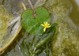   Hydrothrix gardneri , submersed, with floating flower; photo: S.L. Winterton 