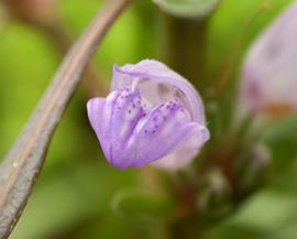   Hygrophila  sp. 'Araguaia' flower; photo: S.L. Winterton 