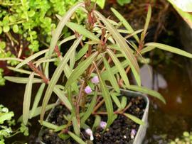   Hygrophila  sp. 'Araguaia', emersed; photo: S.L. Winterton 