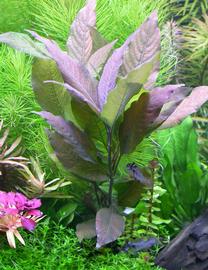   Hygrophila corymbosa  var. 'Cherry Leaf', submersed; photo: S.L. Winterton 