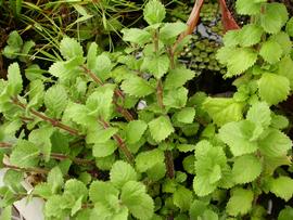   Hygrophila difformis , emersed; photo: S.L. Winterton 