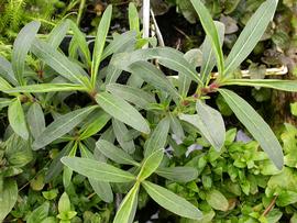   Hygrophila odora , emersed; photo: S.L. Winterton 