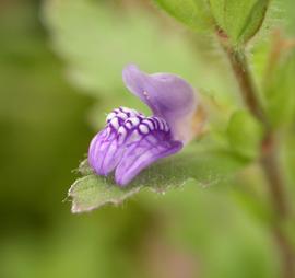   Hygrophila pinnatifida  flower; photo: S.L. Winterton 