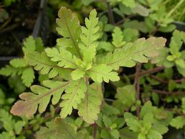   Hygrophila pinnatifida , emersed; photo: S.L. Winterton 