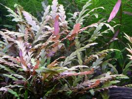   Hygrophila pinnatifida , submersed; photo: S.L. Winterton 