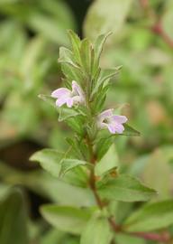   Hygrophila polysperma  inflorescence; photo: S.L. Winterton 