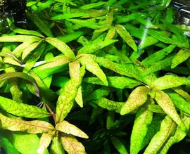   Hygrophila  sp., submersed; photo: S.L. Winterton 