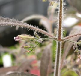   Hygrophila  sp. inflorescence; photo: S.L. Winterton 