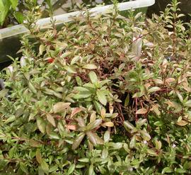   Hygrophila polysperma , emersed; photo: S.L. Winterton 