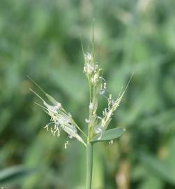   Hygroryza aristata  inflorescence; photo: D. Wilson 