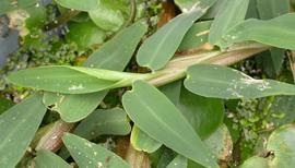   Hygroryza aristata  leaves; photo: S.L. Winterton 