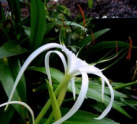   Hymenocallis  sp. flower; photo © Sarah Hoogwater 