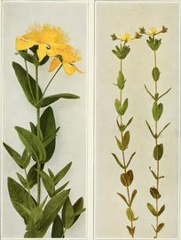   Hypericum ellipticum ; diagram © Internet Archive Book Images 