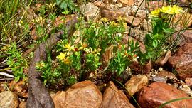   Hypericum ellipticum , emersed; photo © Ian Bryson 