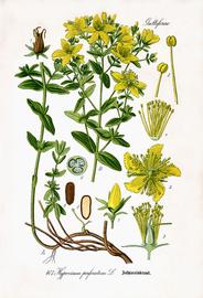   Hypericum perforatum ; diagram © www.biolib.de 