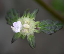   Hyptis lorentziana  flower; photo: S.L. Winterton 