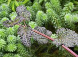   Hyptis lorentziana , emersed; photo: S.L. Winterton 