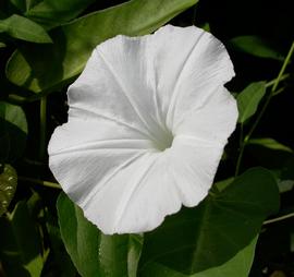   Ipomoea aquatica  flower; photo: S.L. Winterton 