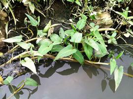   Ipomoea aquatica , floating; photo: S.L. Winterton 