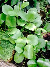   Ipomoea pes-caprae  subsp.  brasiliensis,  emersed; photo: S.L. Winterton 