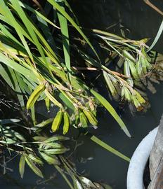   Iris pseudacorus  fruit; photo: S.L. Winterton 