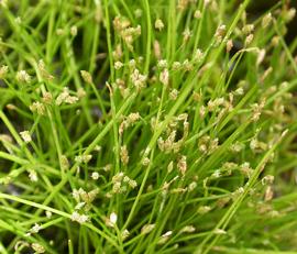   Isolepis carinata , emersed; photo: S.L. Winterton 