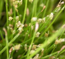   Isolepis carinata  spikelets; photo: S.L. Winterton 