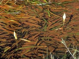   Jasarum steyermarkii , submersed, with emersed inflorescences; photo © H. Herkner, CATE Araceae 