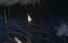   Jasarum steyermarkii , spadix and spathe; photo © H. Herkner, CATE Araceae 