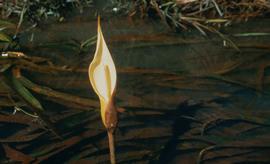   Jasarum steyermarkii , spadix and spathe; photo © H. Herkner, CATE Araceae 