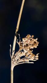   Juncus effusus  inflorescence; photo: S.L. Winterton 