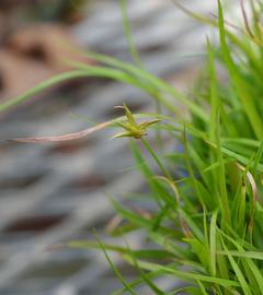   Juncus repens  inflorescence; photo: S.L. Winterton 