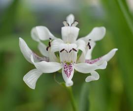   Justicia americana  flower; photo: S.L. Winterton 