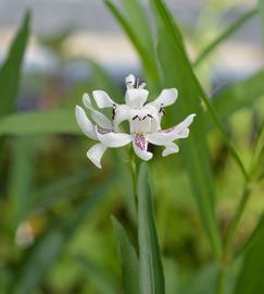   Justicia americana  inflorescence; photo: S.L. Winterton 