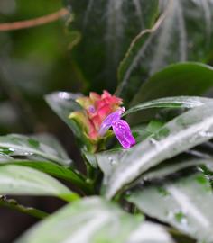   Justicia scheidweileri  flower; photo: S.L. Winterton 