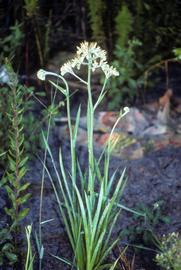   Lachnanthes   caroliniana , emersed; photo © Scott Zona 