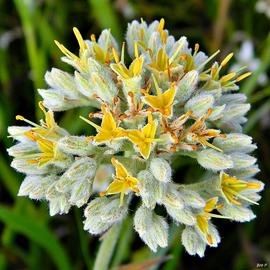   Lachnanthes caroliniana  inflorescence; photo © Bob Peterson 