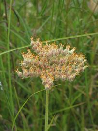   Lachnanthes caroliniana  inflorescence; photo © Scott Zona 