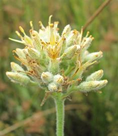   Lachnanthes caroliniana  inflorescence; photo © Tanja M. Schuster 